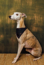 Load image into Gallery viewer, Barkby Wax cotton dog Bandana - tie fasten