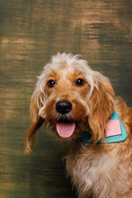 Load image into Gallery viewer, Barkby Wax cotton dog Bandana - collar fasten